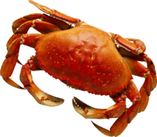 animals & crab free transparent png image.