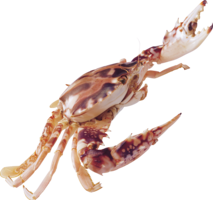 animals & crab free transparent png image.