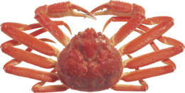 animals & crab free transparent png image.