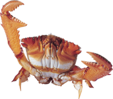 animals & Crab free transparent png image.