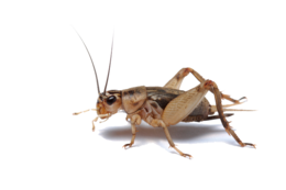 insects&Cricket insect png image.