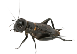 insects & Cricket insect free transparent png image.