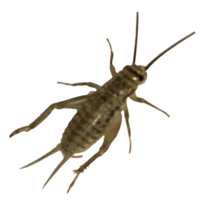 insects & Cricket insect free transparent png image.
