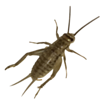 insects & cricket insect free transparent png image.