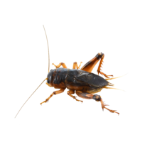 insects & Cricket insect free transparent png image.