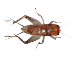 insects & cricket insect free transparent png image.