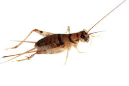 insects & cricket insect free transparent png image.