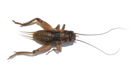 insects & Cricket insect free transparent png image.