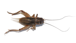 insects & cricket insect free transparent png image.