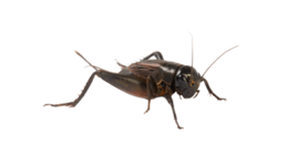 insects & cricket insect free transparent png image.