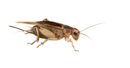 insects & cricket insect free transparent png image.