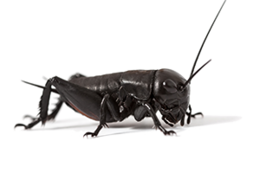 insects & Cricket insect free transparent png image.