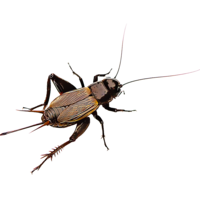 insects & cricket insect free transparent png image.