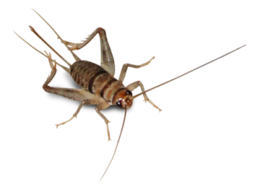 insects & Cricket insect free transparent png image.