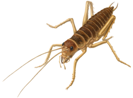 insects & cricket insect free transparent png image.