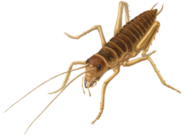 insects & Cricket insect free transparent png image.