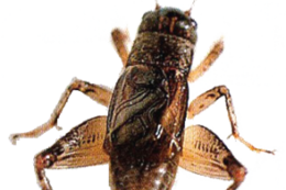 insects & Cricket insect free transparent png image.