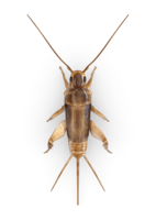 insects & Cricket insect free transparent png image.