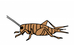 insects & cricket insect free transparent png image.