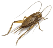 insects & Cricket insect free transparent png image.