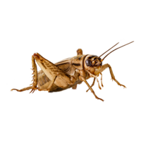 insects & cricket insect free transparent png image.