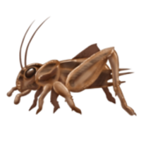 insects & Cricket insect free transparent png image.