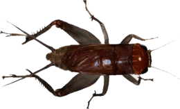 insects & cricket insect free transparent png image.