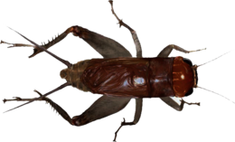 insects & Cricket insect free transparent png image.