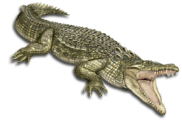 animals & Crocodile free transparent png image.