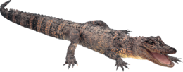 animals & Crocodile free transparent png image.