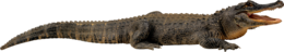 animals & crocodile free transparent png image.