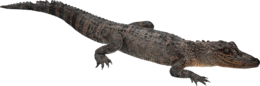 animals & Crocodile free transparent png image.