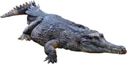 animals & crocodile free transparent png image.