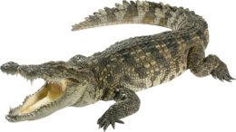 animals & crocodile free transparent png image.