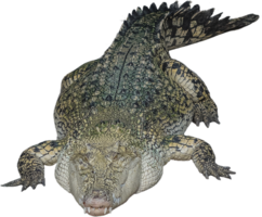 animals & crocodile free transparent png image.