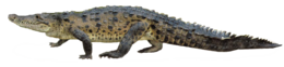 animals & Crocodile free transparent png image.