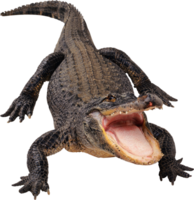 animals & crocodile free transparent png image.