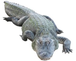 animals & Crocodile free transparent png image.