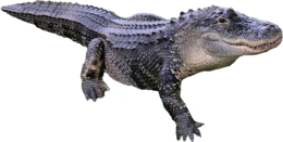 animals & crocodile free transparent png image.