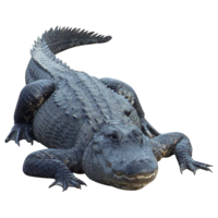 animals & crocodile free transparent png image.