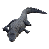 animals & crocodile free transparent png image.