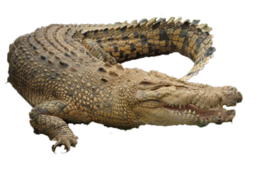 animals & crocodile free transparent png image.