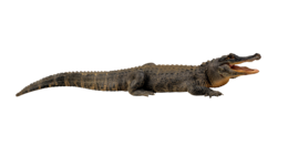 animals & crocodile free transparent png image.