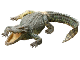 animals & Crocodile free transparent png image.
