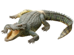 animals & crocodile free transparent png image.