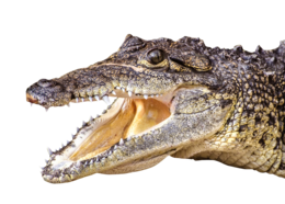 animals & Crocodile free transparent png image.