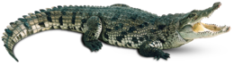 animals & Crocodile free transparent png image.