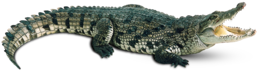 animals & crocodile free transparent png image.