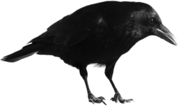 animals & Crow free transparent png image.