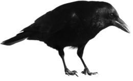 animals & crow free transparent png image.